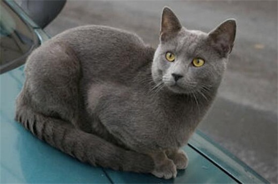 十二星座适合养的猫
