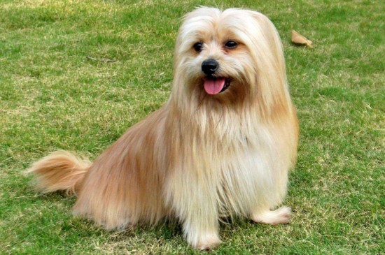 适合家养的小型犬