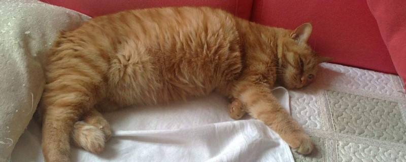 养公猫注意事项