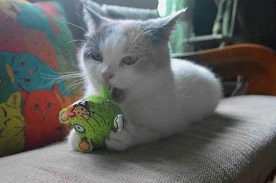 猫咪兴奋的表现
