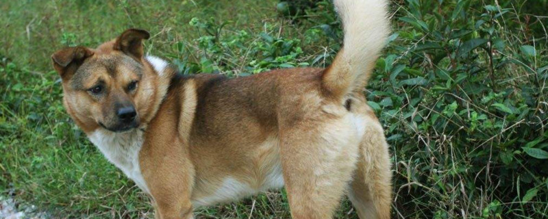 打土狗记仇吗