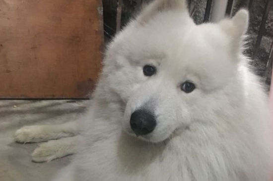 温顺打死也不咬人的狗