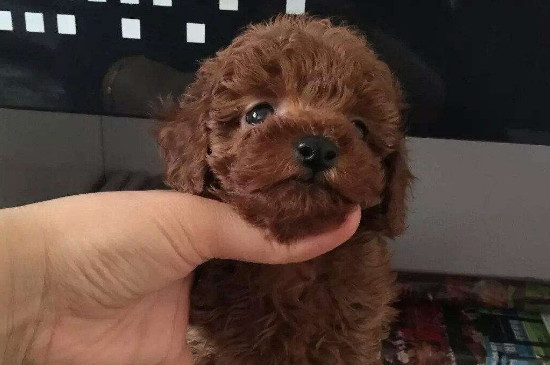 泰迪狗晚上不睡觉老叫