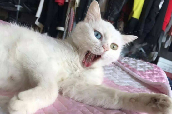 为什么我虐猫猫还粘我