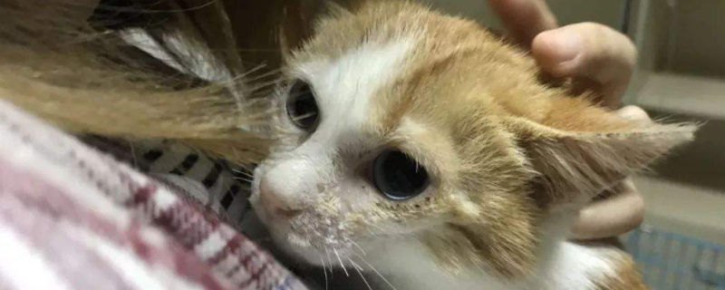 2个月小猫饿了的表现