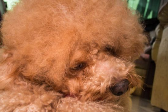泰迪犬有口臭怎么办