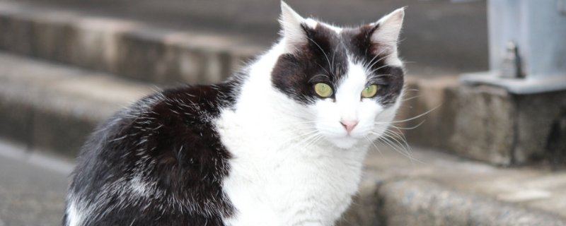 猫抓板怎么放猫薄荷