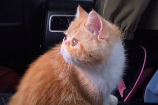 猫咪可以坐大巴吗
