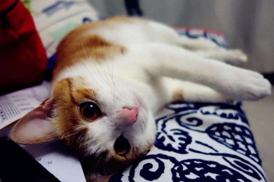 养猫臭吗