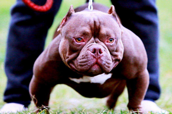 恶霸犬怎么训练