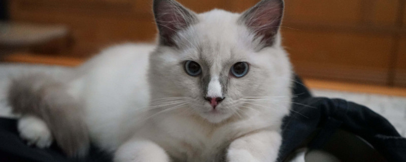 猫埋屎老是扒盆边怎么办