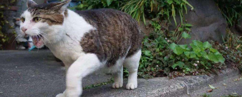受惊吓的猫咪如何安抚