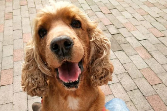 可卡犬缺点
