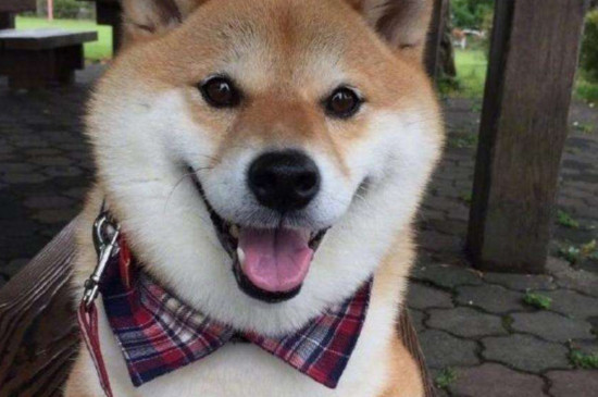 柴犬认主人吗