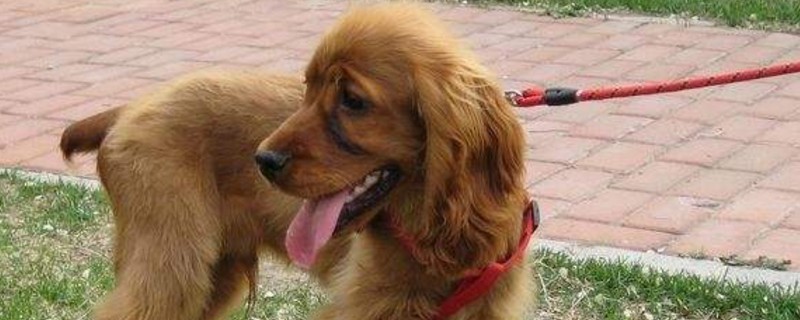可卡犬为什么要切尾巴