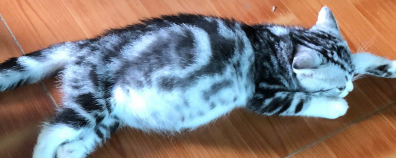 母猫宫缩是什么样的