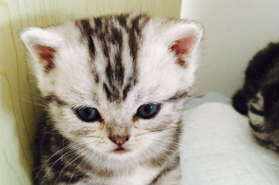猫一般能活多久