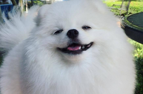 博美不吃东西怎么办