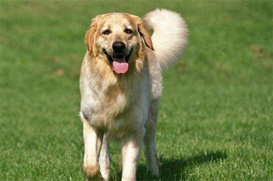 打狂犬疫苗有副作用吗