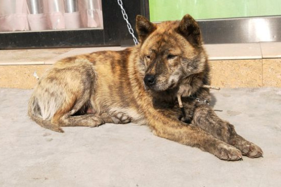 猎犬干什么最快乐