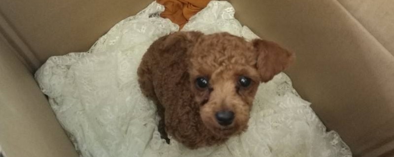 泰迪狗拉肚子吃什么药