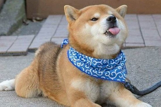 哈士奇跟柴犬哪个更蠢，哈士奇不由自主的行为更加蠢萌