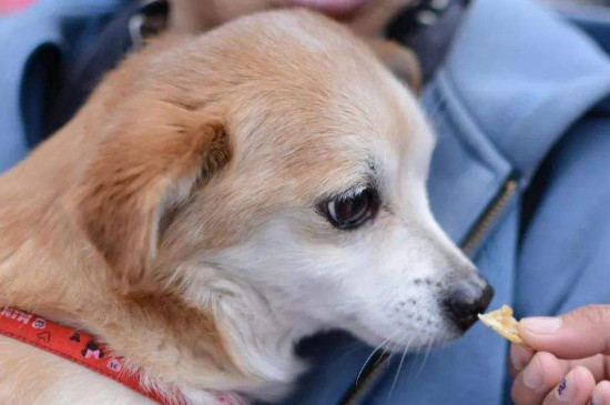 狗绝育是割哪里