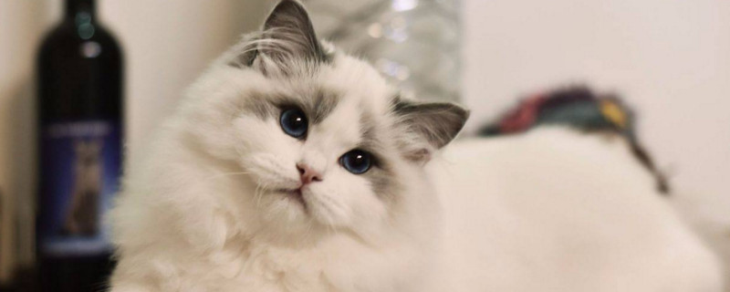 猫咪外驱虫后注意事项