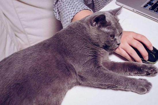 猫咪尾巴抖动什么意思