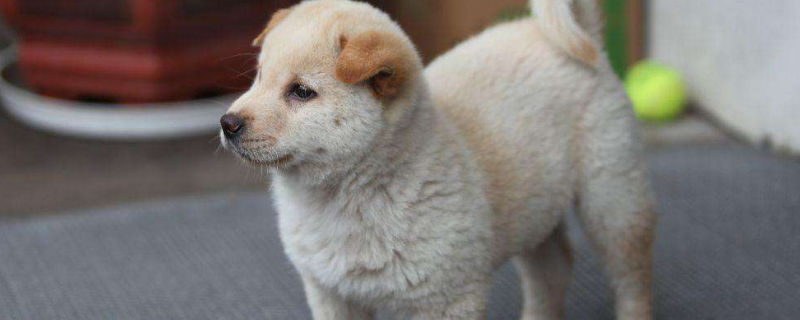 三个月的幼犬能洗澡吗