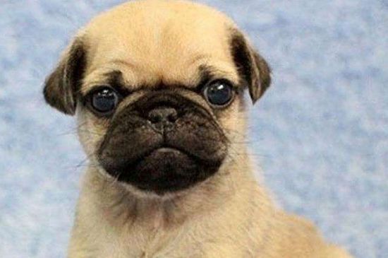八哥幼犬怎么喂养，少运动谨慎喂食还要适当补充营养