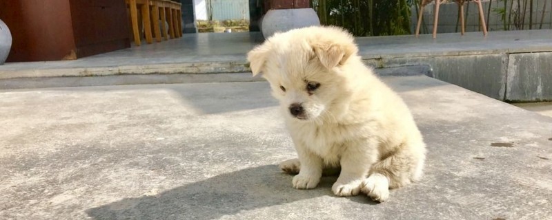 小狗细小会传染给人吗