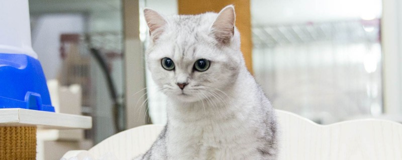 猫吐白色粘液 精神挺好