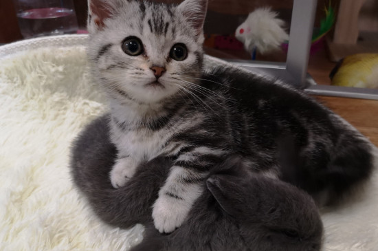 猫流产症状