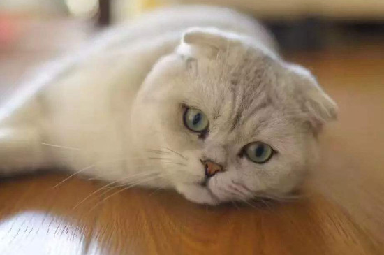 猫吃鱼为什么不怕刺