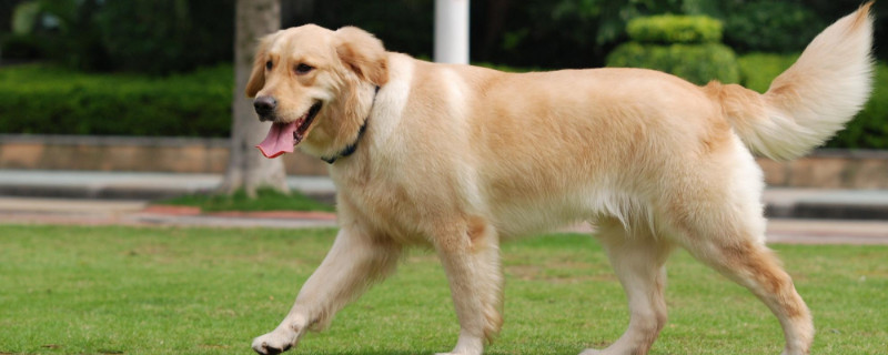 护卫犬哪种好