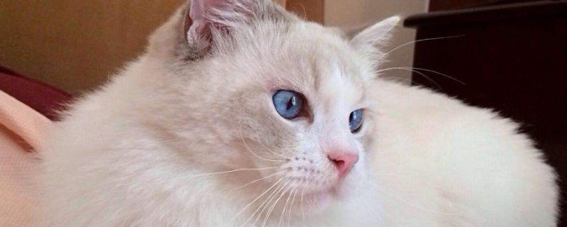 猫怀孕流眼泪怎么回事