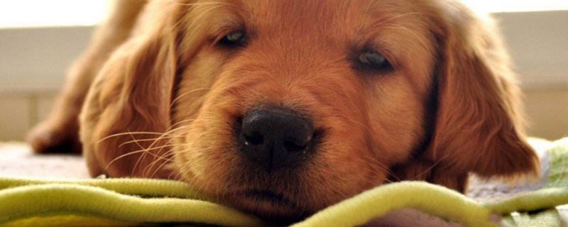 狗狗得了细小后期症状