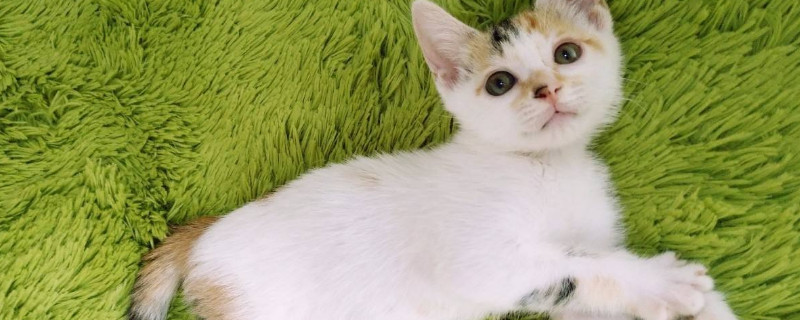 3个月小猫的正常体重
