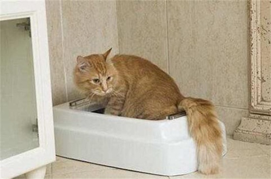 小猫乱尿乱拉屎怎么办