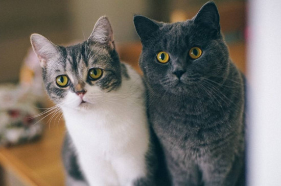 猫咪不喜欢的三件事