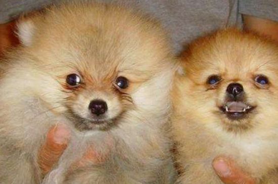 博美犬吃什么，以狗粮为主并适当喂食营养保健品