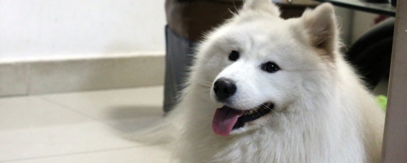 成年狗突然反常不睡觉