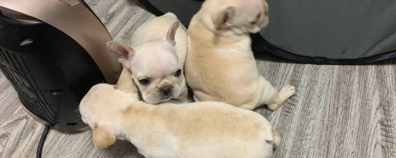 法国斗牛犬缺点