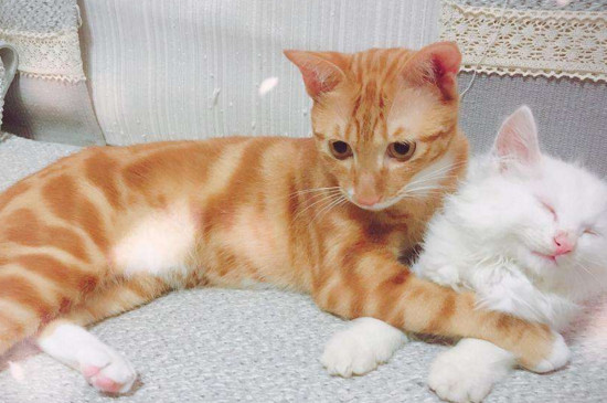 橘猫瘦怎么办