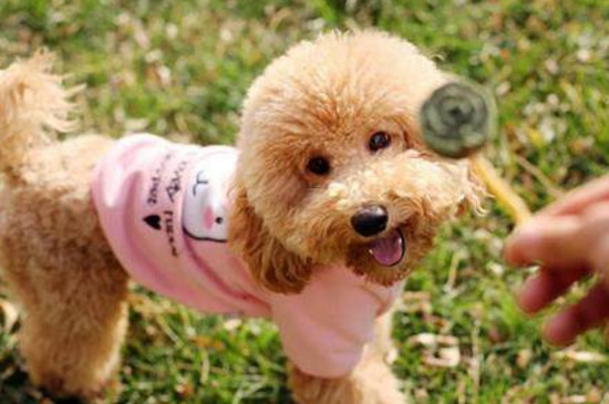 养泰迪犬的注意事项
