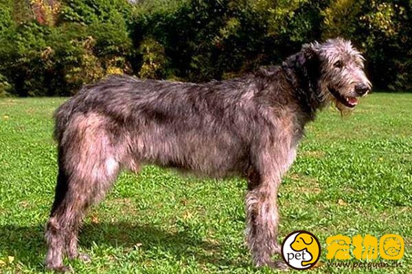 爱尔兰猎狼犬十分高大，能独自驱赶并击败野狼