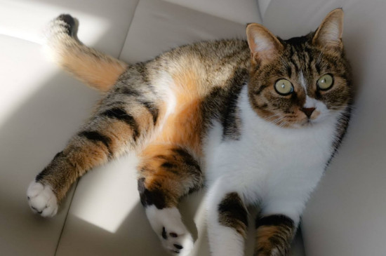 猫甩头是什么意思，猫一直甩头是怎么回事