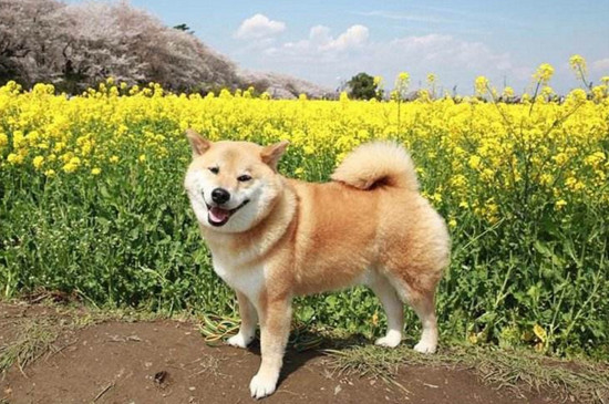 柴犬为什么老笑