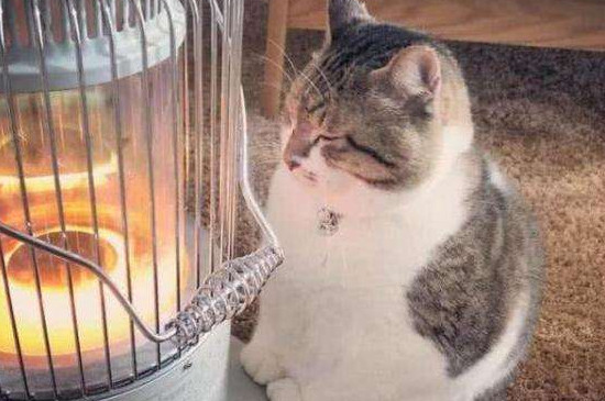 流浪猫怕冷吗